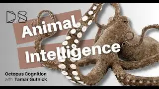 Octopus Cognition