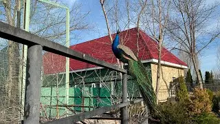 Чудесное утро в Тайгане!☀️ Павлины, солнце и красота!🦚☀️😍