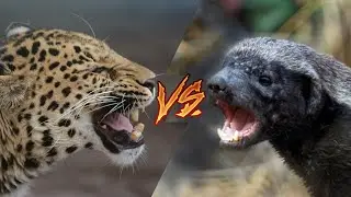ЛЕОПАРД VS МЕДОЕД