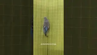 #Birds | Hardworking Bird | #Trending Bird | #Shorts | Birds Poem | Real Birds | Blue Bird | Chidiya