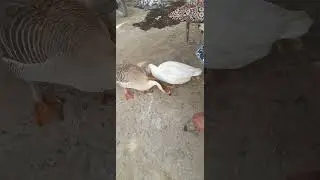 Duck | Duck Feeding | Duck Farming #viralvideo #moazzamiftikhar #shortsvideo