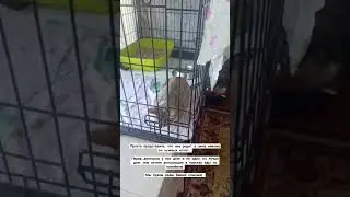 #домашнийприютмилосердие Всегда необходима помощь 🙏🏼+79278920802