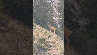ON THE SEARCH FOR BIG MULE DEER