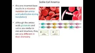 Recessive Human Disorders (Sickle Cell Anemia, Tay Sachs)
