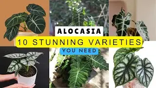 alocasia plant guide 10 stunning varieties you need