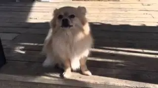 Eli sings