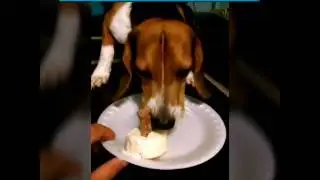 Tucker's 1st birthday!
