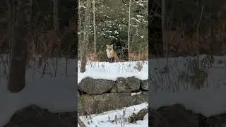 Do you think it’s sick? #rabies #rabid #fox #winter #snow #dog #danger #wildlife #wild