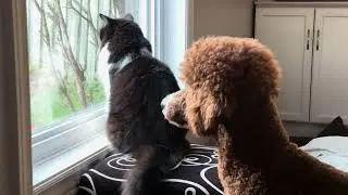 Poodle & Tuxedo Cat looking out the window for Squirrels, Birds, & Bunny Rabbits 🐿️ 🦜🐇