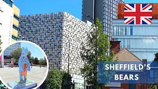 Bears of Sheffield | Charity project