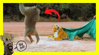 😲 PEGADINHA TIGRE FALSO ASSUSTA MACACOS E CACHORROS | TENTE NÃO RIR 😄