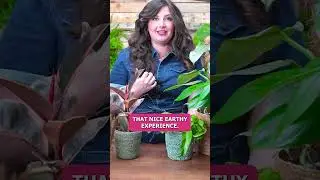 How to Take a Mindful Watering Session with Plants