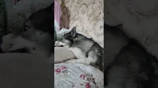 Дума!