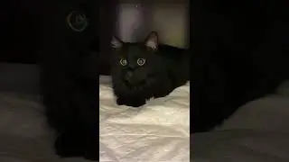 Кот 🐈‍⬛ Цыган