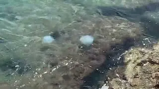 Медузы на пляже