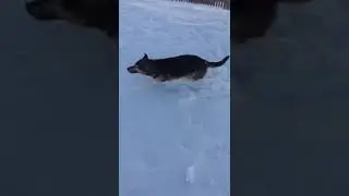 Астана ужас собака заледенела