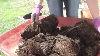 First Potato Reveal, Breed of Potato was called Poor Dog!!