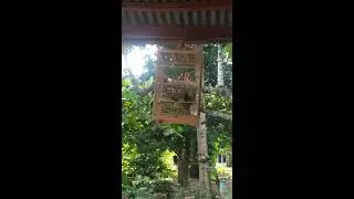 Suara jalak kebo menirukan siulan