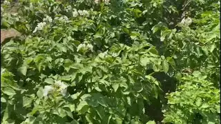 HARVESTING POTATOES FROM POTATO 