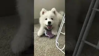 How can so much sass fit in such a small puppy?