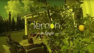 Lemon Companies - Teambuilding week