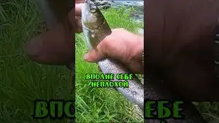 Хариус на Мушку Это ТАЙГА. #тайга #сибирь #природа