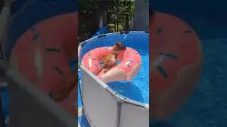 Немецкий боксер Харлюша купается