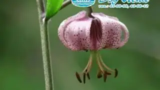 Ойдуугуон