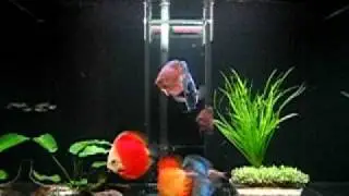 New Discus from seletar fish farm