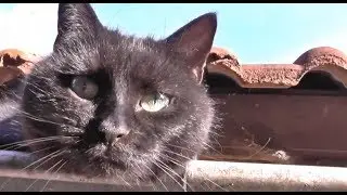 ✰funny cat in the gutter - roof top cat✰