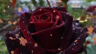 Ulug'bek Baxshi - Na qilay+++      Улугбек Бахши - На килай+++
