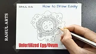 How to Draw Unfertilized Egg/Ovum 