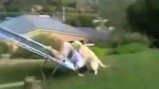 Krizi Fırsata Çeviren Köpek :D