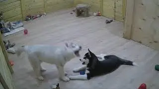Почти по басне Крылова😂! Итон, Ивита и мяч!
