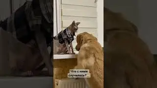 Дени и Мэни подменили?! 🤔