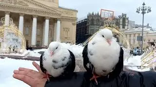 Голуби 
