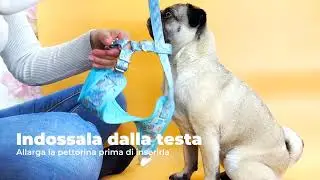 Come si indossa una pettorina ad h regolabile per cani