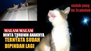 (kucing pindah 7x) minta tolong turunin anaknya dari atap rumah 