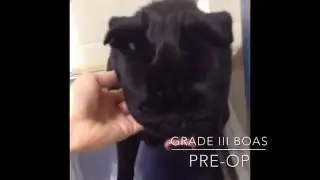 BOAS-affected pug before and after upper airway corrective surgery (Cambridge BOAS research group)