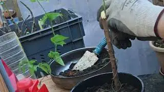 potting the #Plant for winter shelter