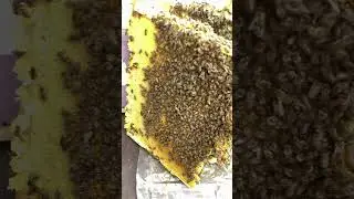 Молодые отводки заливаются медом 😃