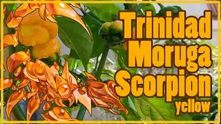 Trinidad Moruga Scorpion Yellow - Chinense