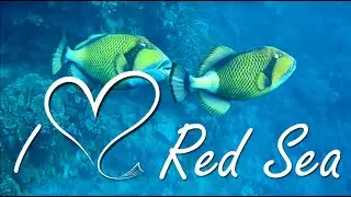 RED SEA FISH - MARSA ALAM - EGYPT