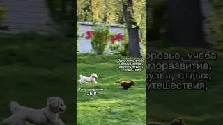 #юмор когда выбрал работу на себя, чтобы выстроить сбалансированную жизнь