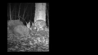 TrailCam Big Mix