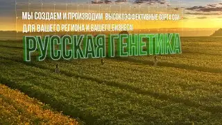Семена сои. Русская Генетика