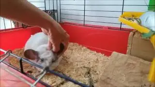 БУСИК .