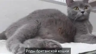 Роды беременной британской кошки / родила 3 котенка