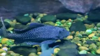 Pecera
