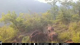 Cinghiali 🐗 - Wild Boar - Sus Scrofa  #fototrappolaggio #wildboar #cinghiale #trailcamera